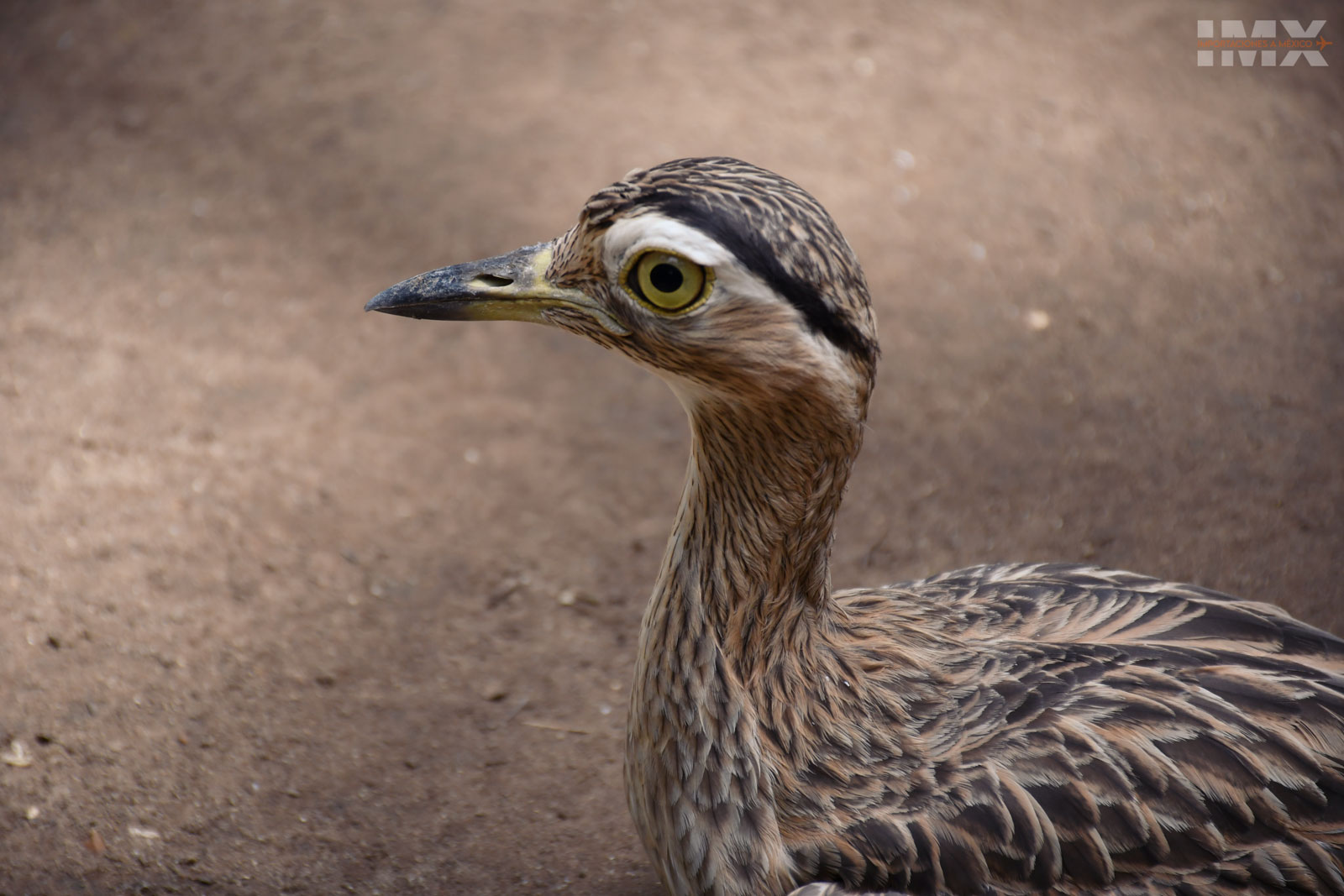 Foto con nikon d7500+lente AS-F 18-140mm